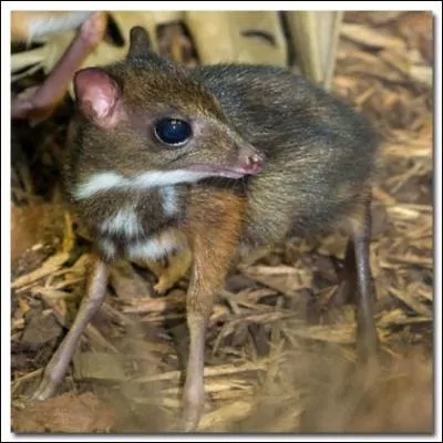 Petit animal d'Asie, on l'appelle le chevrotain porte-musc !