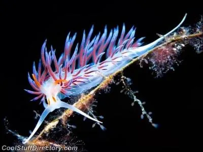 Dans le langage populaire, on l'appelle limace de mer !