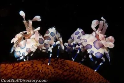 L, aucun risque de se tromper, ce sont des crevettes tropicales !