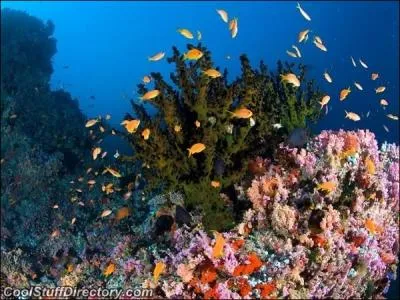 Sur cette photo, on peut s'apercevoir que comme animaux, il n'y a que des poissons !