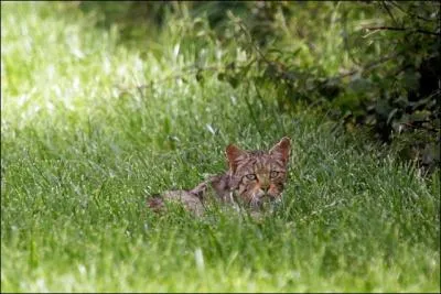 Le chat sauvage est galement appel chat haret !