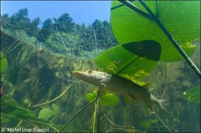 On peut pcher le brochet galement en Amrique du Nord !