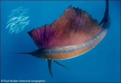 C'est un magnifique poisson, grce  ses oeufs, vous pouvez manger du caviar !