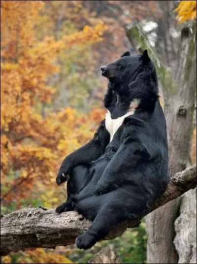 Il vit en Amrique du nord, c'est le baribal, ou ours noir !