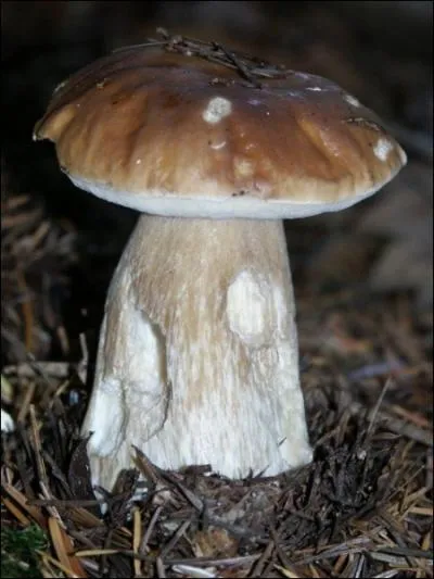 Quel est le nom scientifique du cpe de Bordeaux, trs pris pour accompagner viande, poisson ou gibier ?