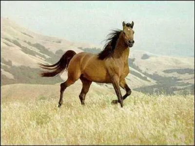 Cheval sauvage du Nord-Ouest amricain ayant inspir le film d'animation Spirit, l'talon des plaines.