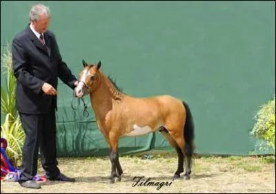 Tout petit cheval originaire des Etats-Unis qui mesure en 78 et 86 cm. Qui est-il ?