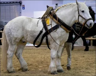 Cheval forcment gris ou noir, il peut peser de 700  1200 kg. C'est un cheval de trait trs connu !