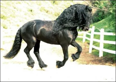 Quel est ce cheval tout noir avec une longue crinire originaire du Pays-Bas ?