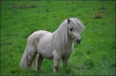 Quel est ce tout petit poney qui ne dpasse pas 107 cm au garrot ?
