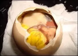 Les oeufs balut qui servent d'amuse-gueules au Vietnam sont des oeufs :
