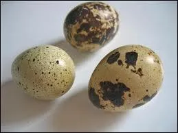 Quel est le poids d'un oeuf de caille ?