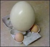 Et celui d'un oeuf d'autruche ?