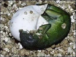 Les oeufs d'iguane vert sont comestibles :