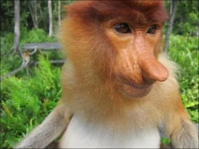 Quel est le nom de cette rare esp�ce de singe poss�dant un long nez et vivant dans les for�ts de Born�o ?
