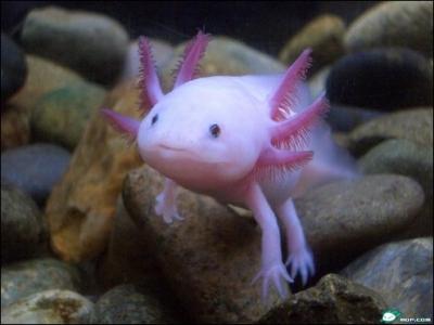 Quel est cet étrange animal vivant dans les lacs du Mexique ?