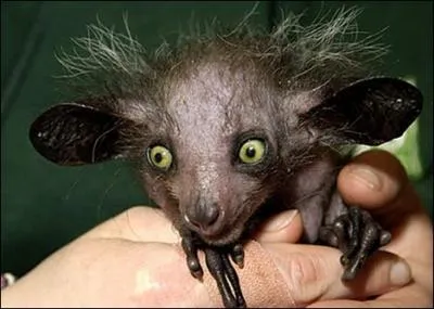 Quelle est cette esp�ce de primate vivant � Madagascar et menac�e d'extinction ?