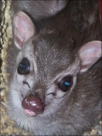 Comment se nomme cette antilope africaine vivant dans les for�ts ?