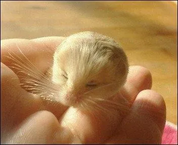 Quel est ce mignon petit animal ne pesant pas plus de 3, 2 grammes ?