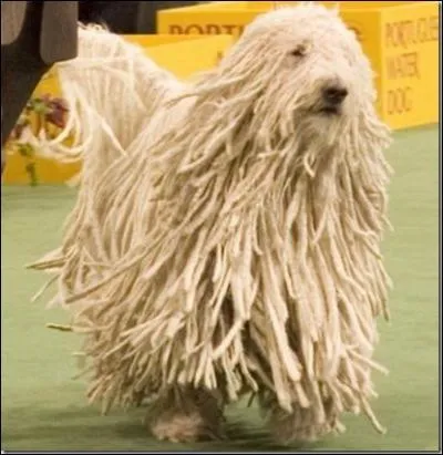 Quelles est cette race de ce chien de grande taille rare en France et de la famille des bergers ?