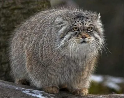 Comment se nomme ce gros chat sauvage ?