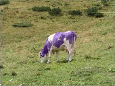 Une vache mauve et blanche, cela n'existe pas, sauf pour cette marque de chocolat :