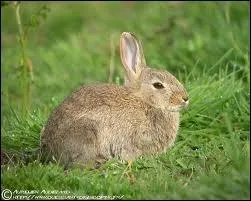 De quelle couleur est le lapin associ  la marque  Duracell  ?