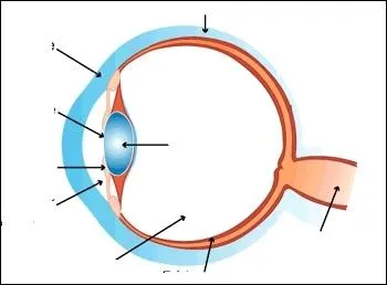 Lorsque l'on se regarde dans une glace, on ne voit qu'une petite partie de l'il. Le blanc l'enveloppe hormis :