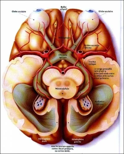 Par quoi l'il est-il reli au cerveau ?