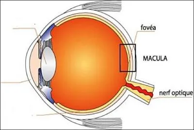 Qu'est-ce qui capte les images et les transmet au cerveau ?