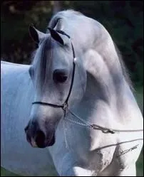 Quelle est la race de ce cheval ?