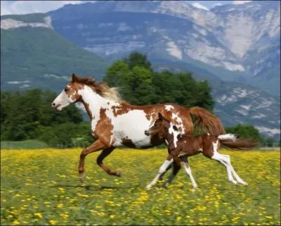 Comment s'appelle cette allure ?