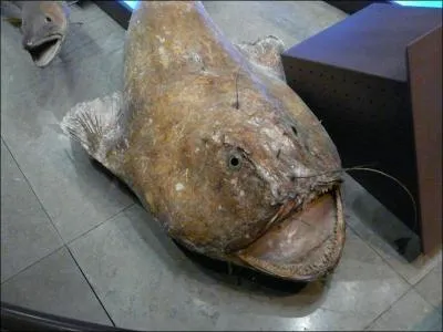 Quel poisson porte aussi le nom de lotte ?