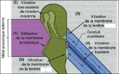 La chane des osselets transmet les vibrations du tympan  la fentre ovale en les amplifiant. Que subit la fentre ovale ?