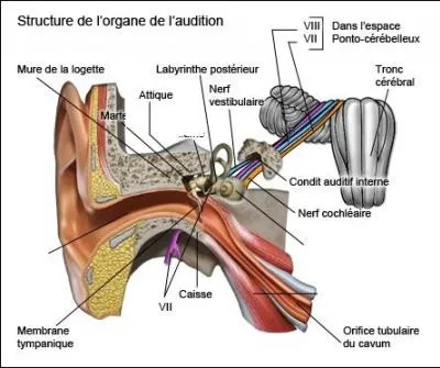 Il y a 30 000 fibres nerveuses dans chaque oreille. Quel est leur rle ?