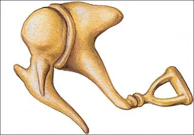 Quel nom porte chacun des lments du jeu d'osselets ?