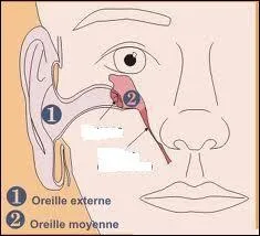 Les osselets se trouvent dans une cavit qui communique avec la gorge (pharynx) et l'oreille interne. Comment appelle-t-on le canal permettant la communication ?