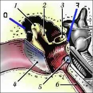 Il y a deux membranes vitant les coulements de l'endolymphe et de la prilymphe dans l'oreille moyenne. Quels noms ont-elles ?