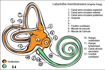 Le labyrinthe membraneux est form de divers lments dont :