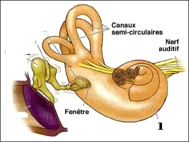 Quel est l'autre nom donn au limaon ?