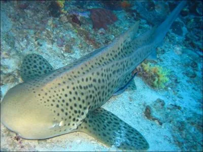 Ce requin est-il rel ?