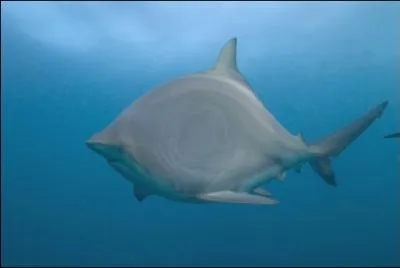 Des plaisanciers pourraient-ils admirer ce requin ?