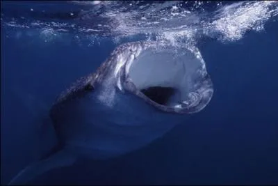Peut-on croiser ce requin dans nos ocans ?