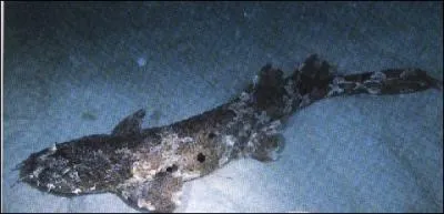 Ce requin fait-il partie de la faune marine ?