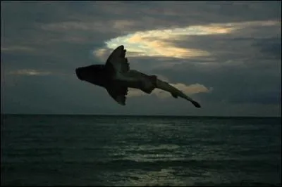 Les navigateurs peuvent-ils rencontrer ce requin ?