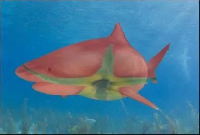 Ce requin est-il authentique ?