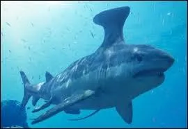 Ce requin cume t-il nos ocans ?