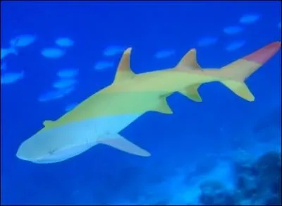 Diriez-vous que celui-ci est un authentique requin ?