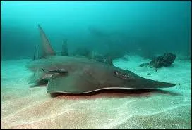 Peut-on croiser ce requin dans nos ocans ?