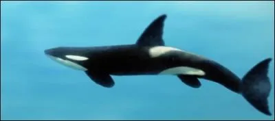 Est-ce que ce requin est prsent dans nos ocans ?